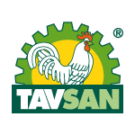 Tavsan